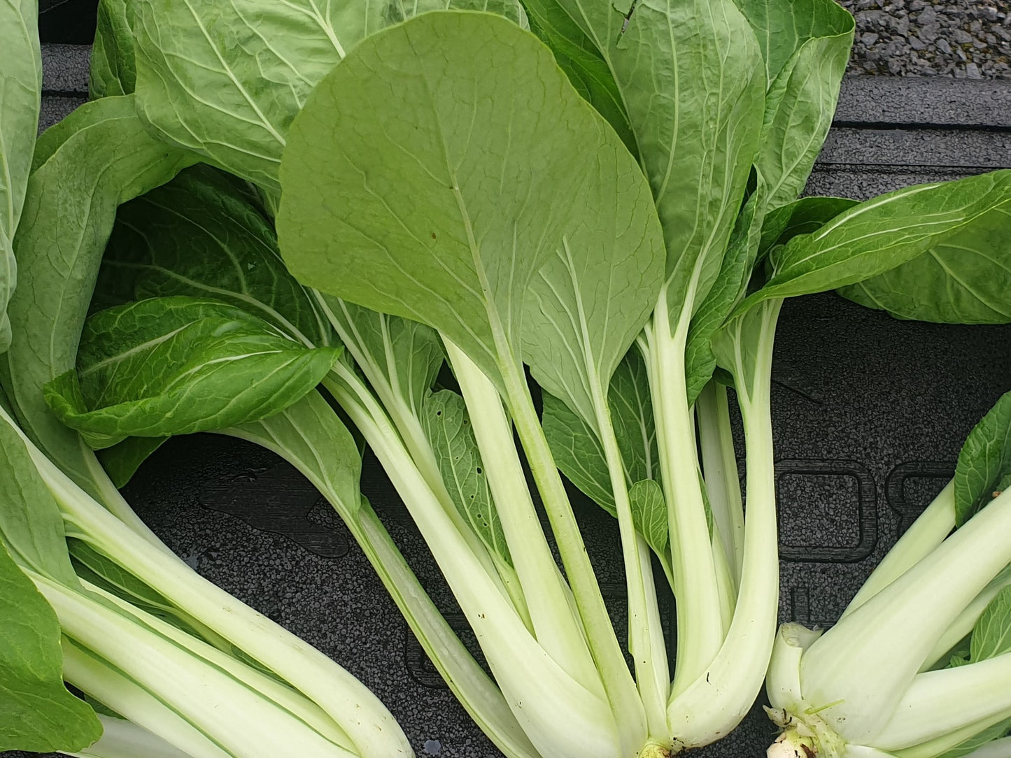 Asian Salads - Pak Choi, Atsuko, Pe Tsai from Sean Nua Farm, County Cavan