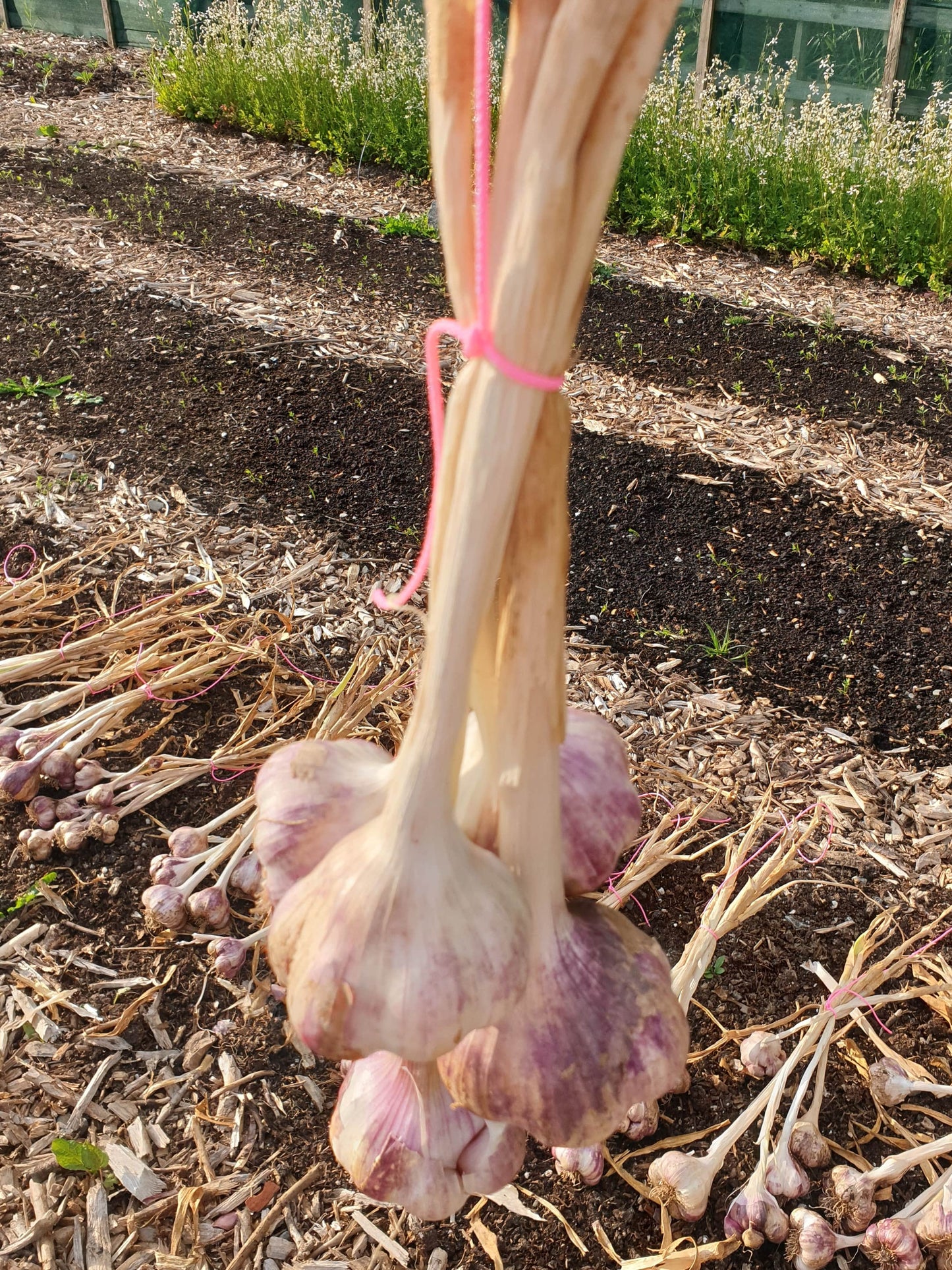Garlic from Sean Nua Farm, County Cavan