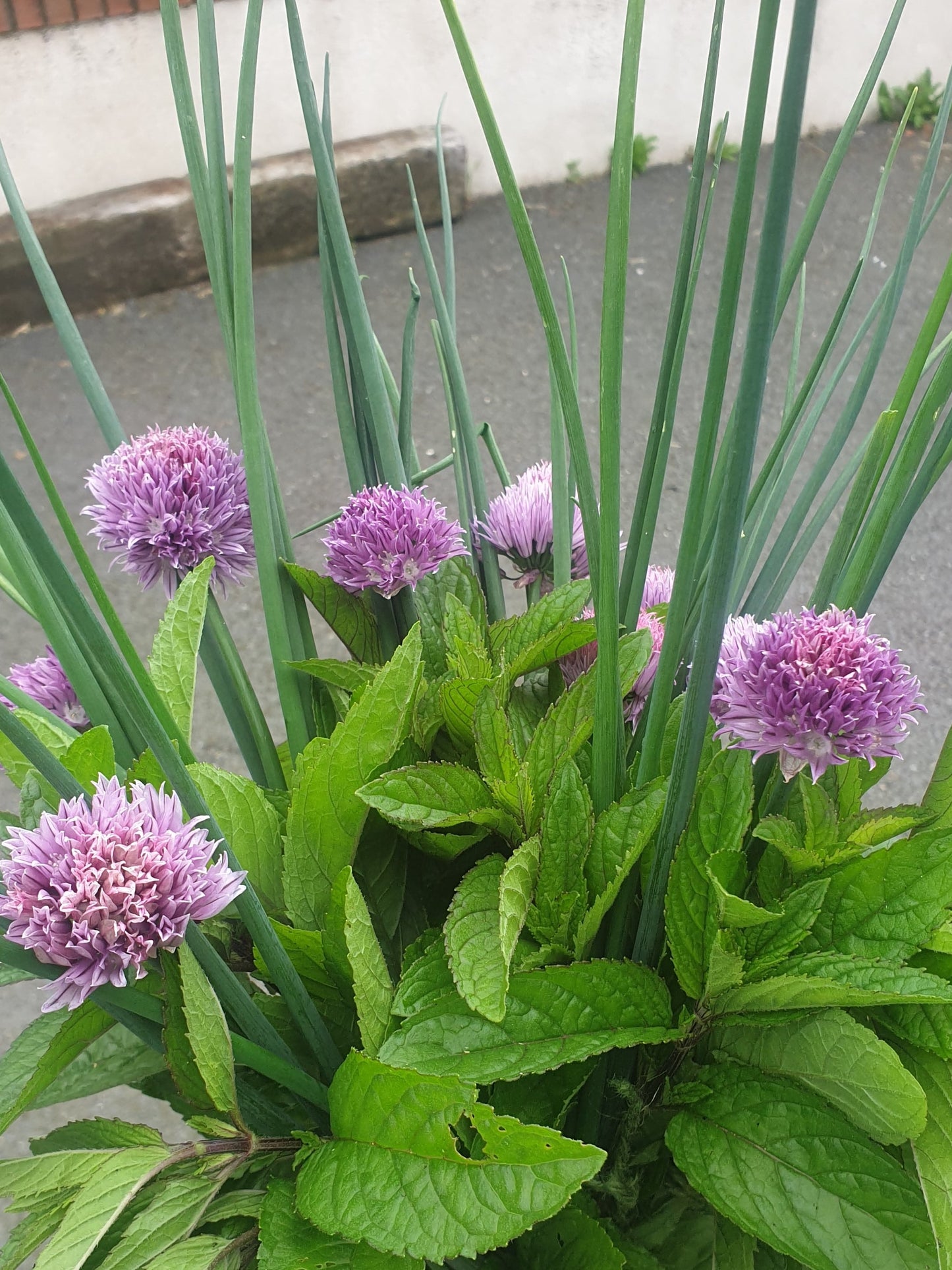 Fresh Cut Herbs & Edible Flowers