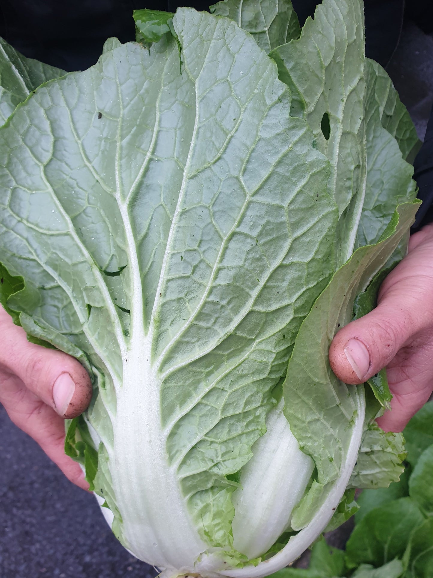 Asian Salads - Pak Choi, Atsuko, Pe Tsai from Sean Nua Farm, County Cavan