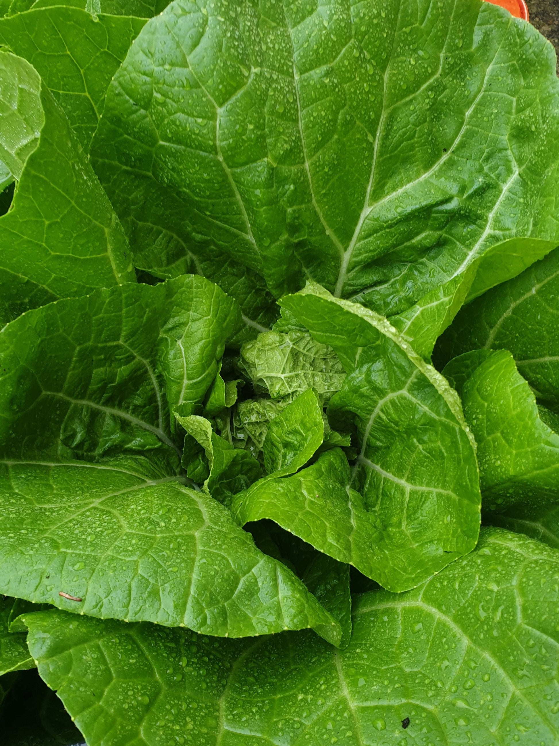 Asian Salads - Pak Choi, Atsuko, Pe Tsai from Sean Nua Farm, County Cavan