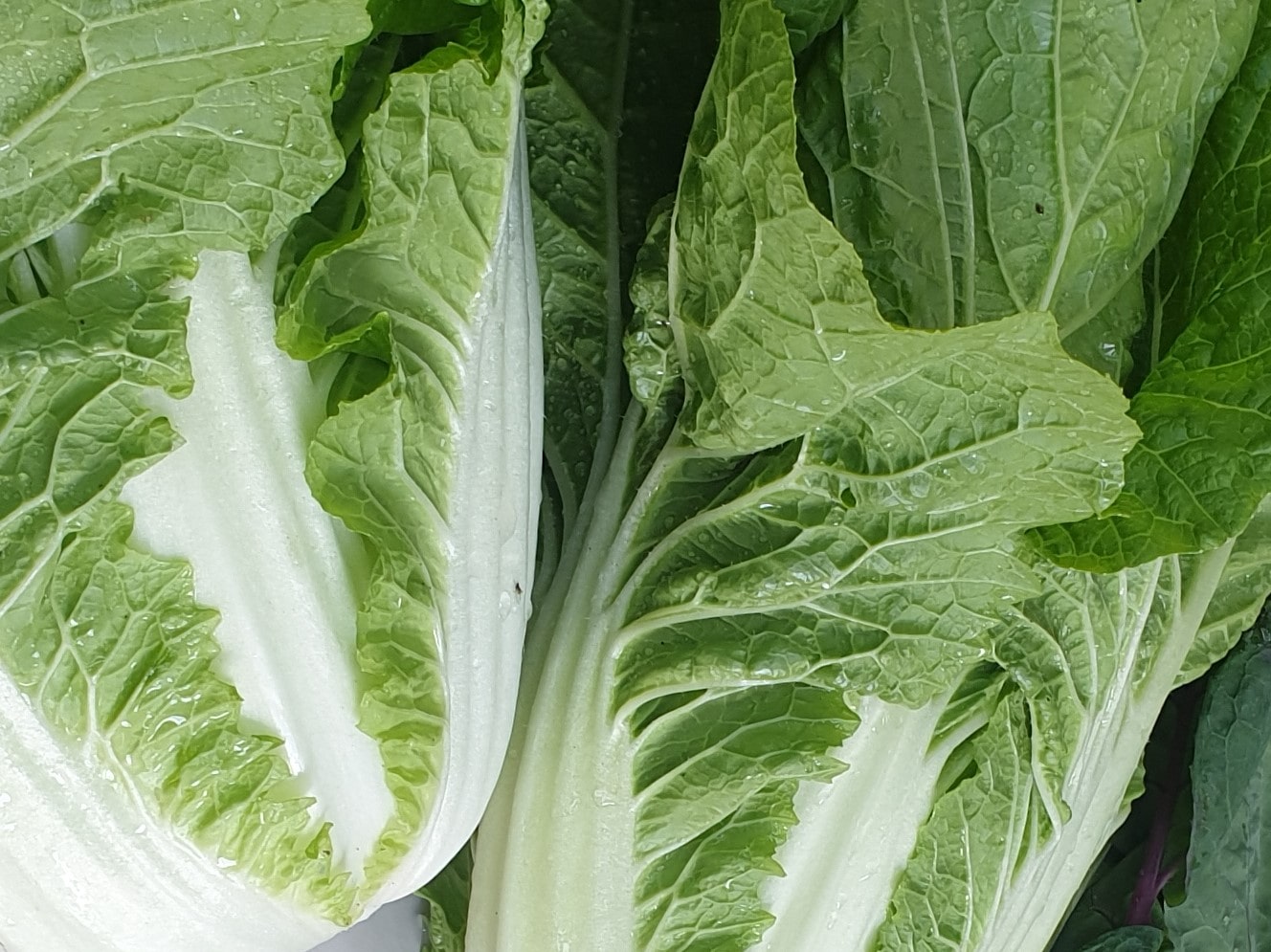 Asian Salads - Pak Choi, Atsuko, Pe Tsai from Sean Nua Farm, County Cavan