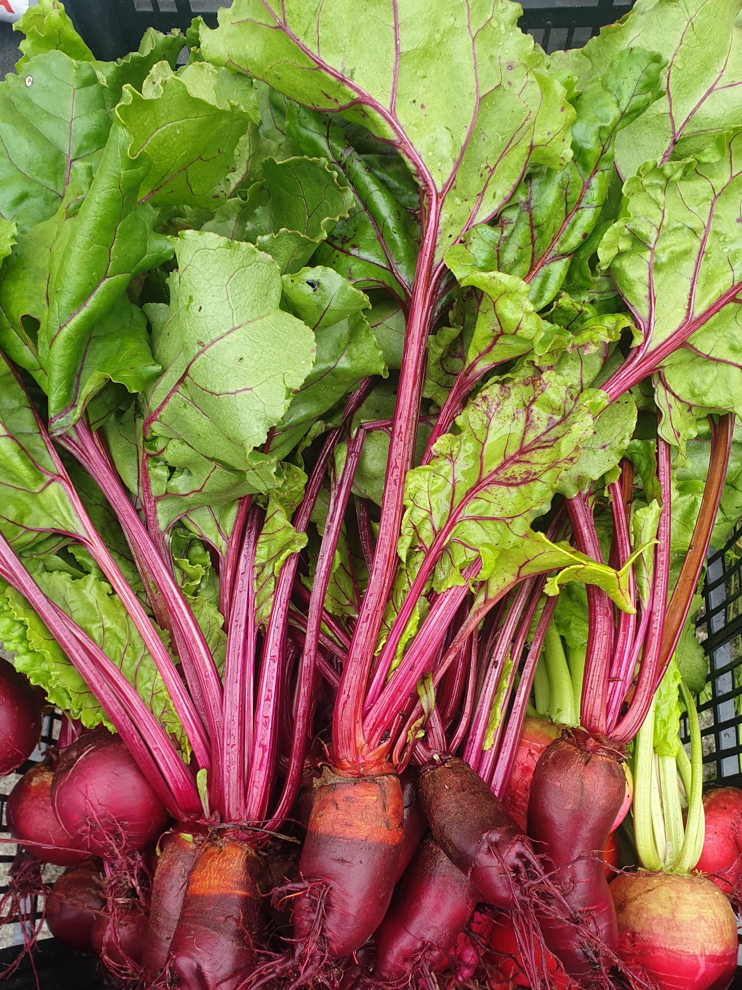 Beetroot from Sean Nua Farm, County Cavan
