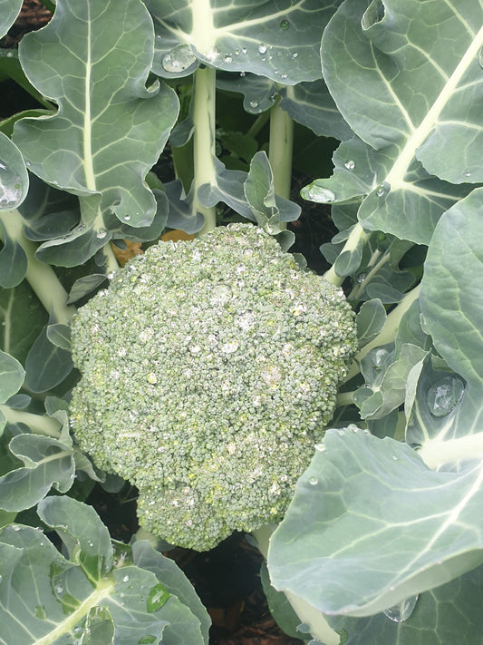 Brocolli head or florets from Sean Nua Farm, County Cavan