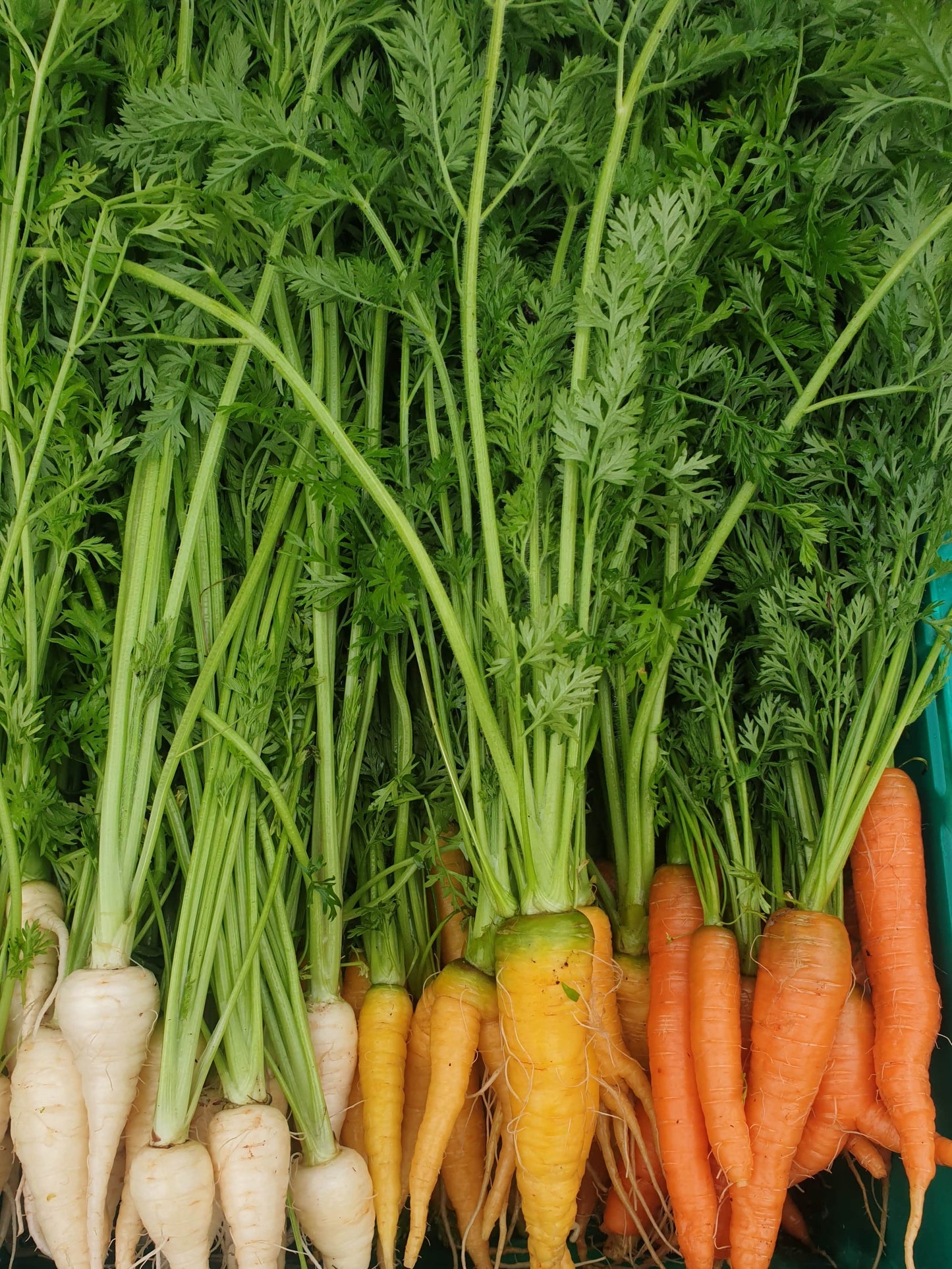Carrots from Sean Nua Farm, County Cavan