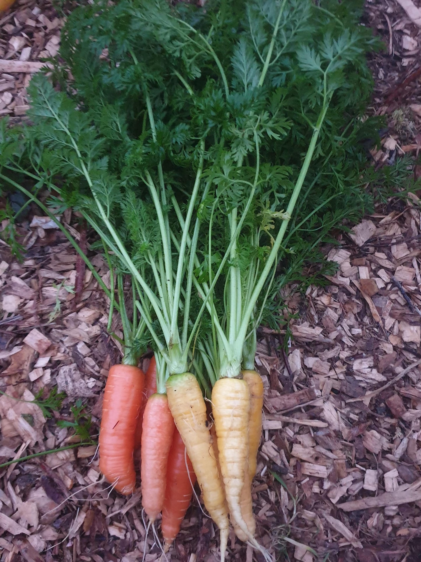 Carrots from Sean Nua Farm, County Cavan