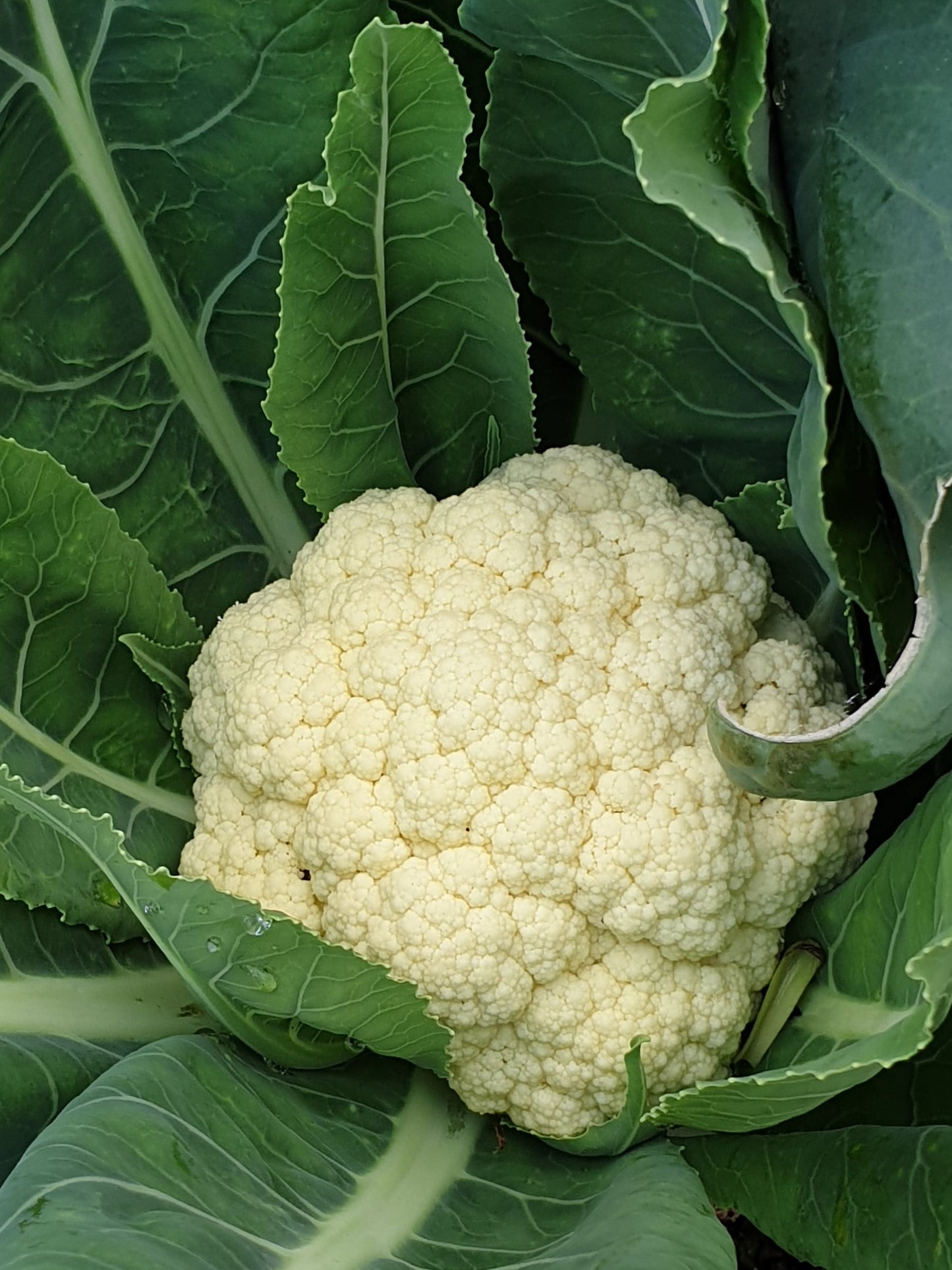 Cauliflower from Sean Nua Farm, County Cavan
