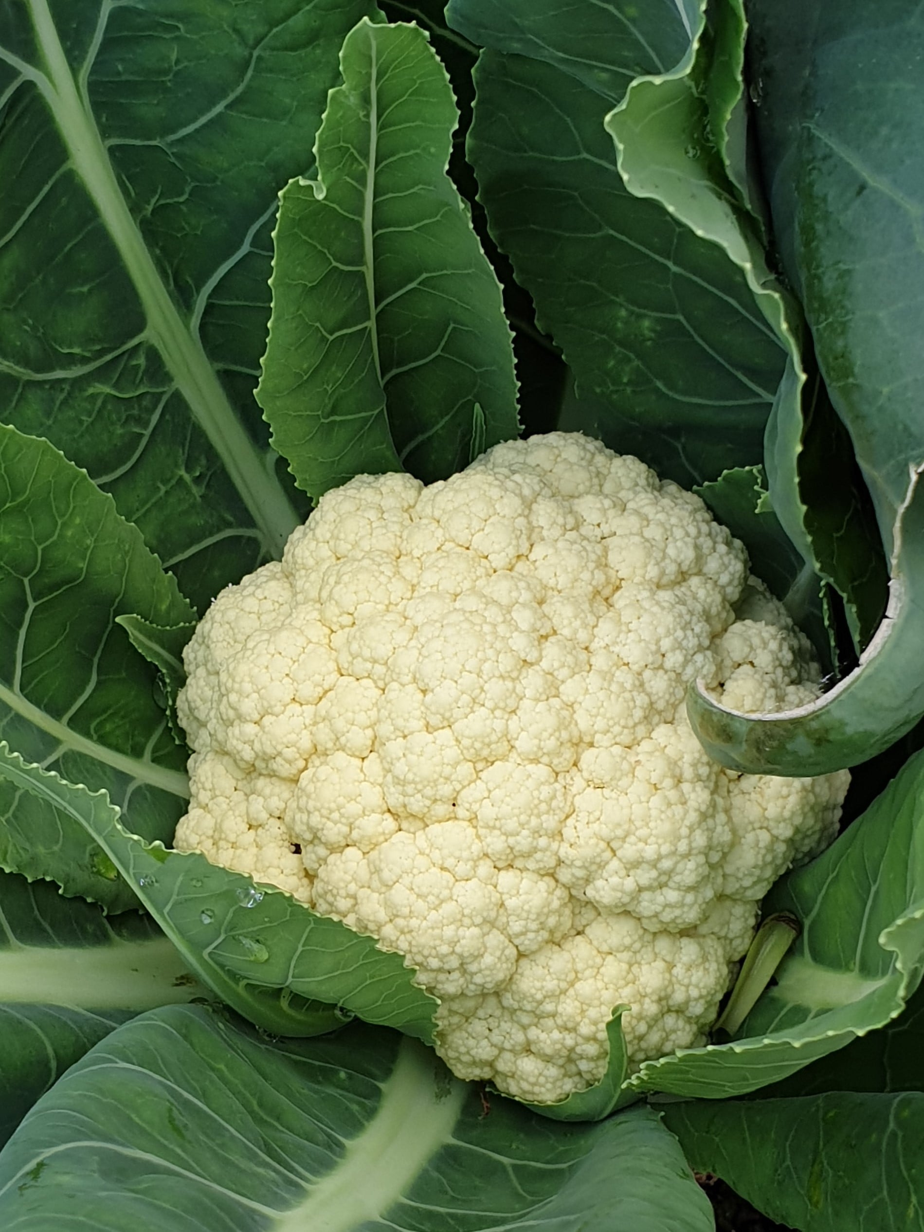 Cauliflower from Sean Nua Farm, County Cavan