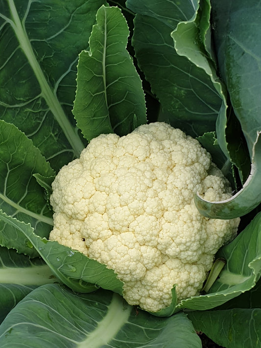 Cauliflower from Sean Nua Farm, County Cavan