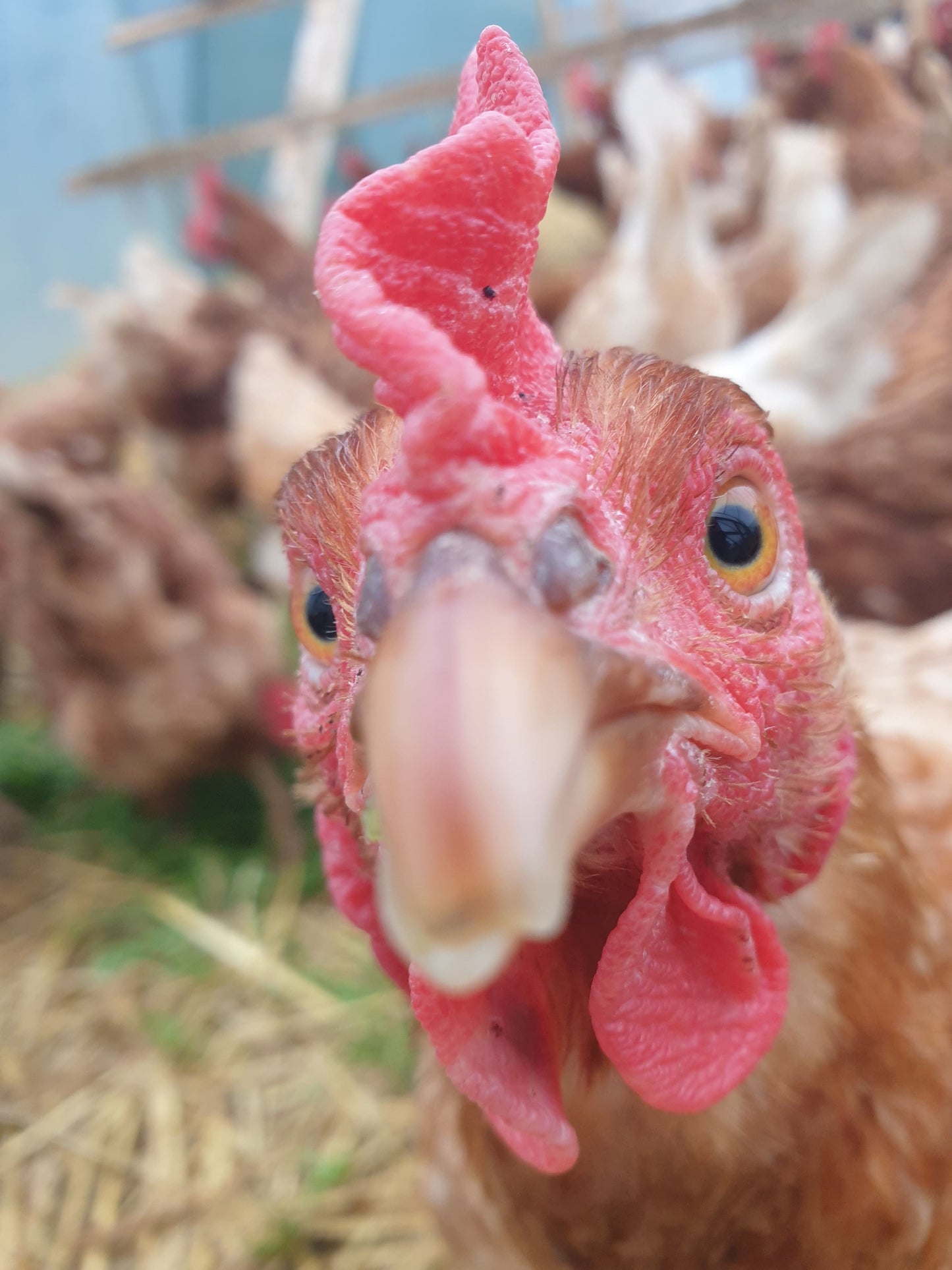 Pasture Raised Eggs From hens fed on GMO & chemical free feed