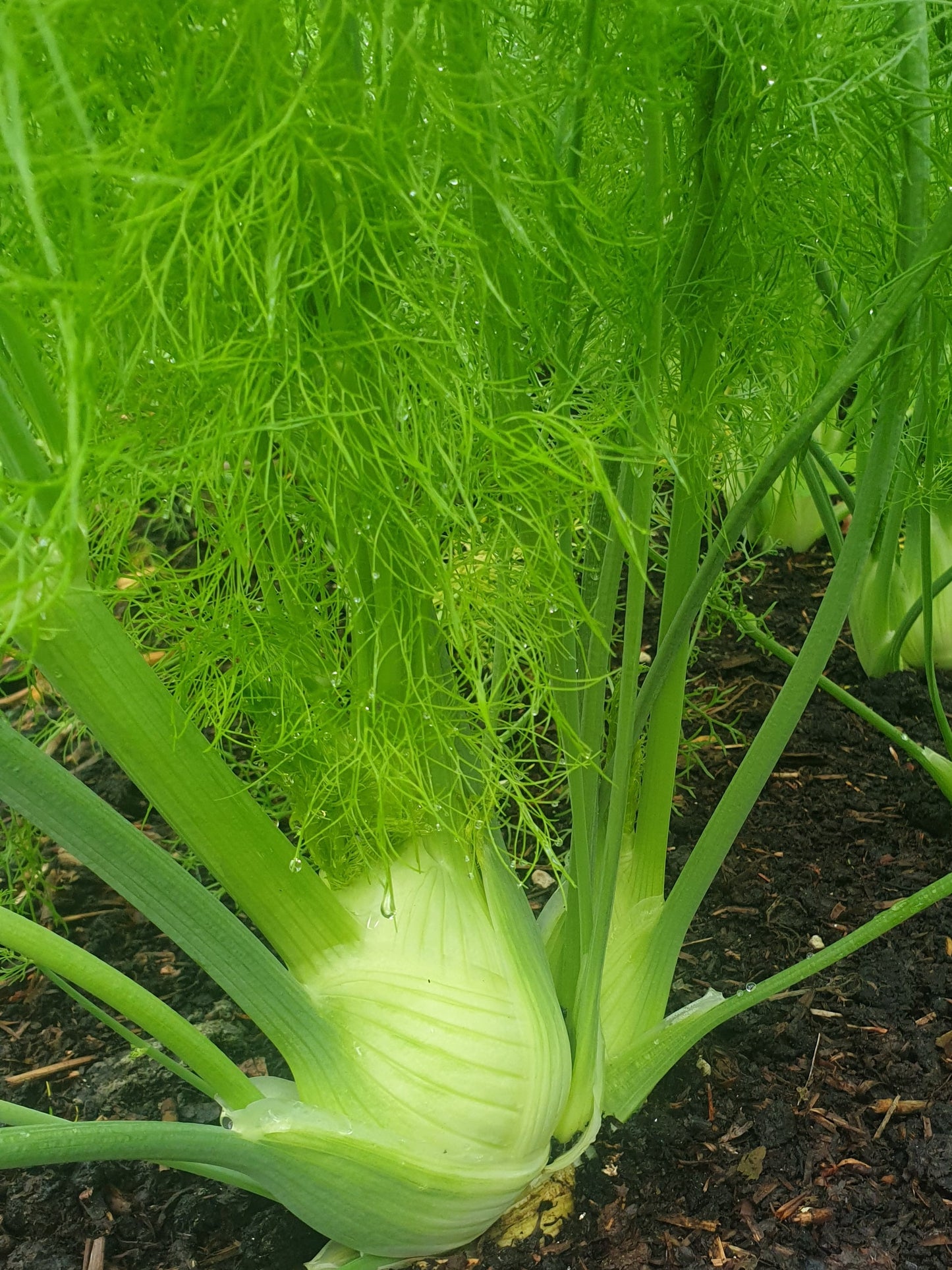 Fennel from Sean Nua Farm, County Cavan