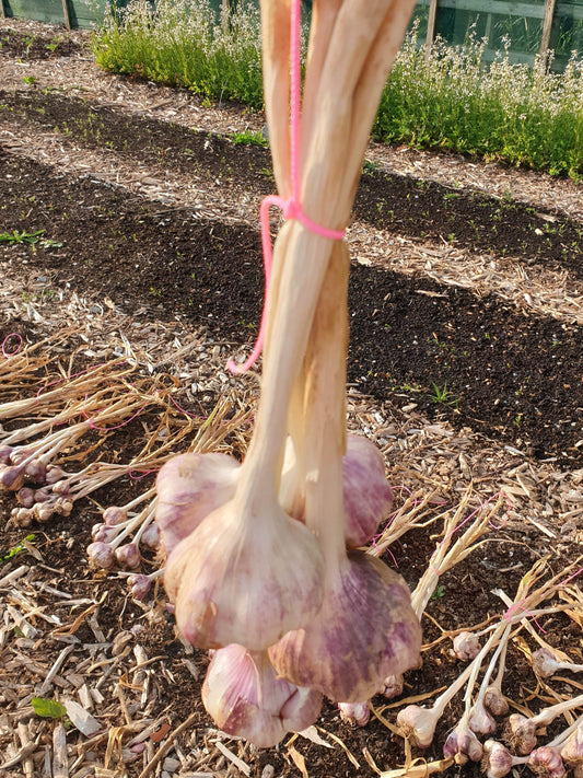 Garlic from Sean Nua Farm, County Cavan