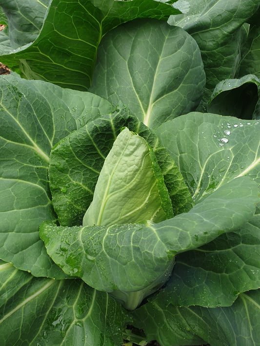 Green Cabbage from Sean Nua Farm, County Cavan