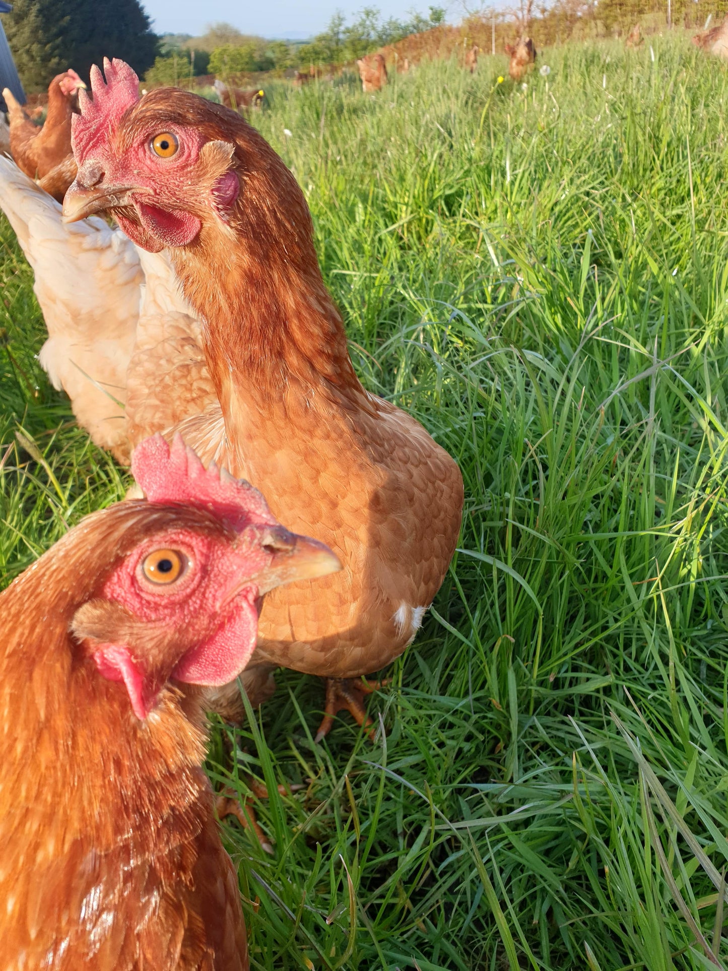 Pasture Raised Eggs From hens fed on GMO & chemical free feed