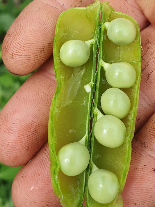 Peas in the pod from Sean Nua Farm, County Cavan