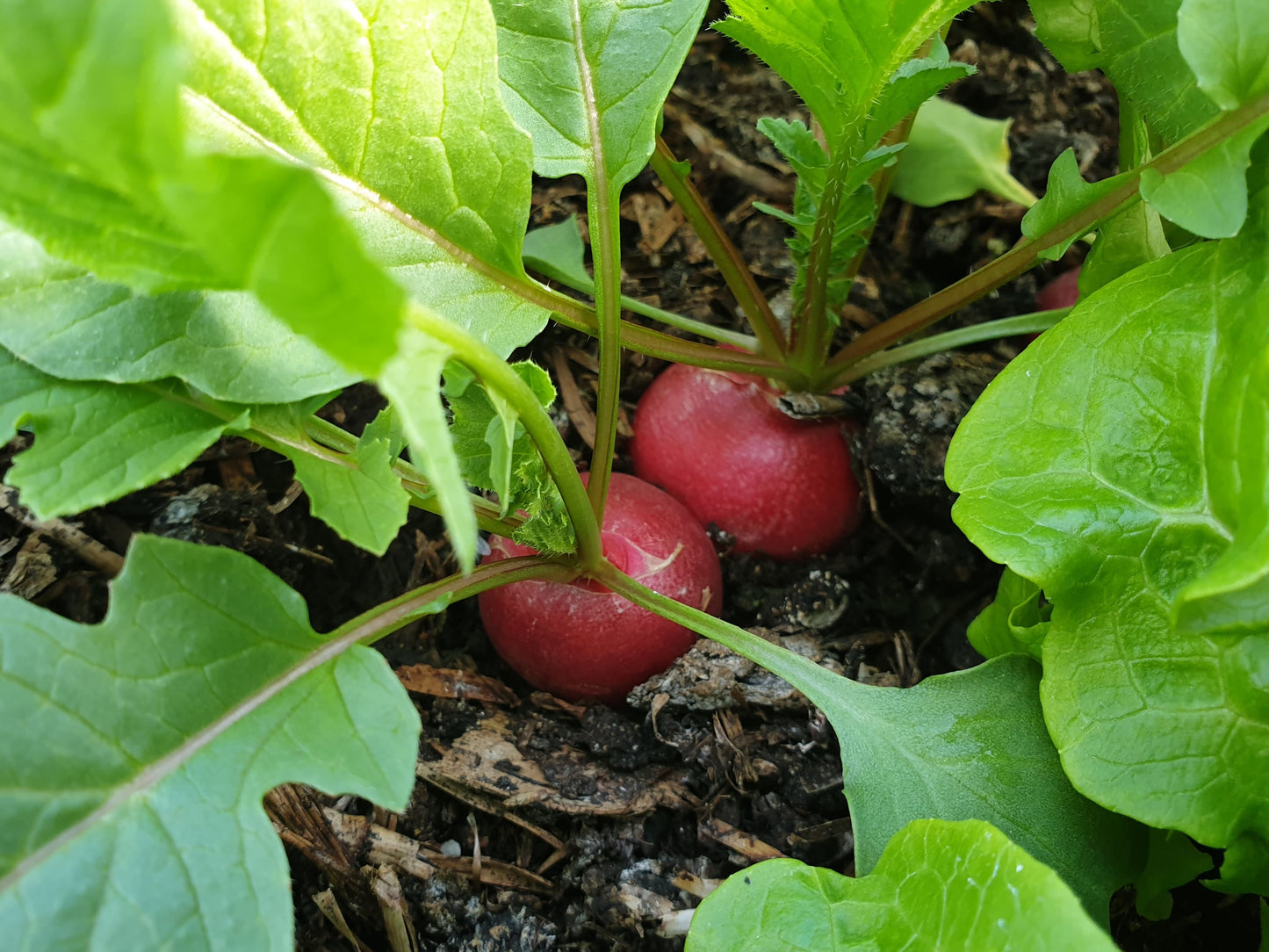 Radishes from Sean Nua Farm, County Cavan