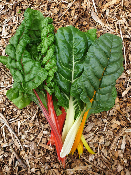 Rainbow Swiss Chard