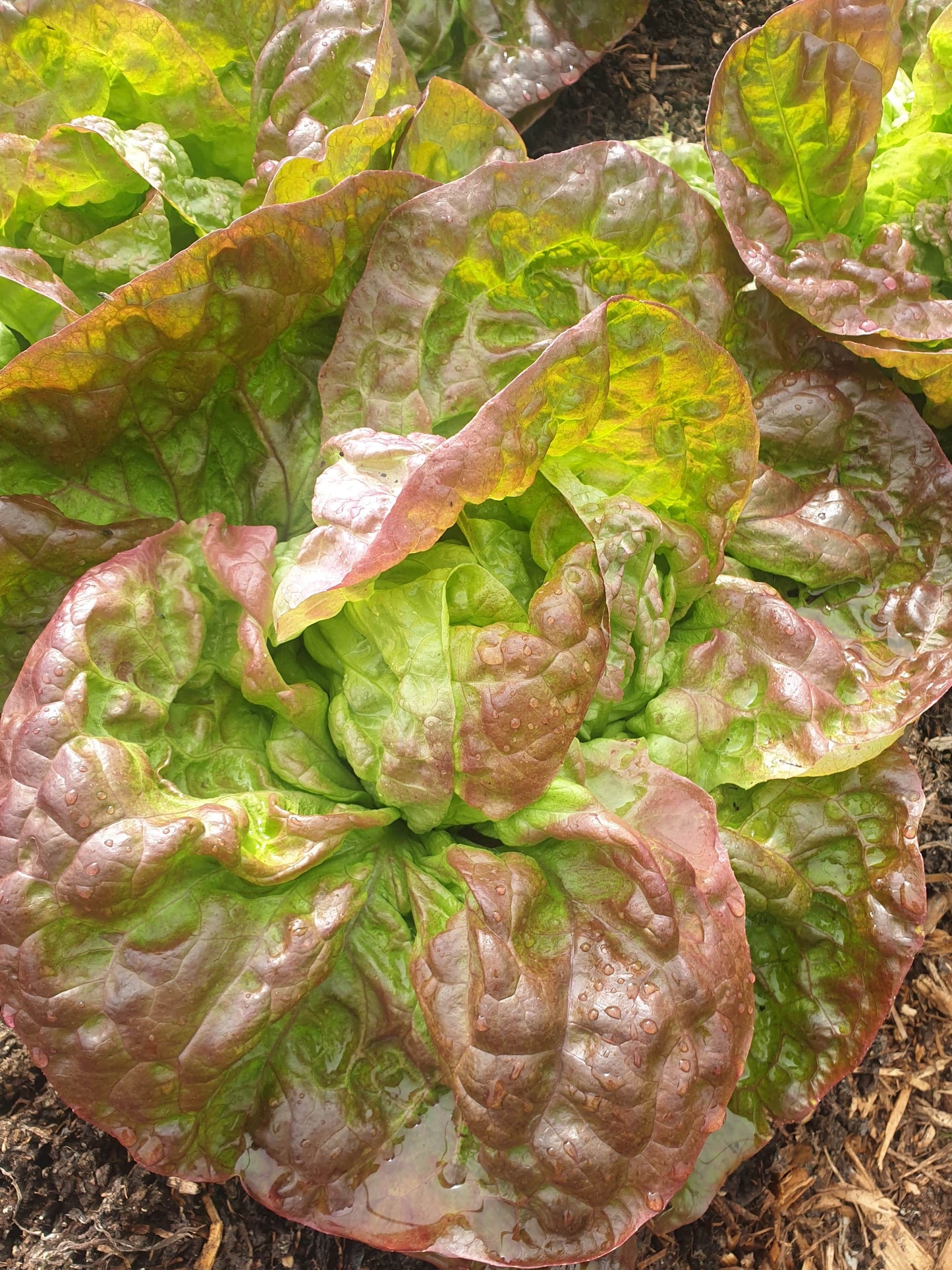 Red Lettuce from Sean Nua Farm, County Cavan