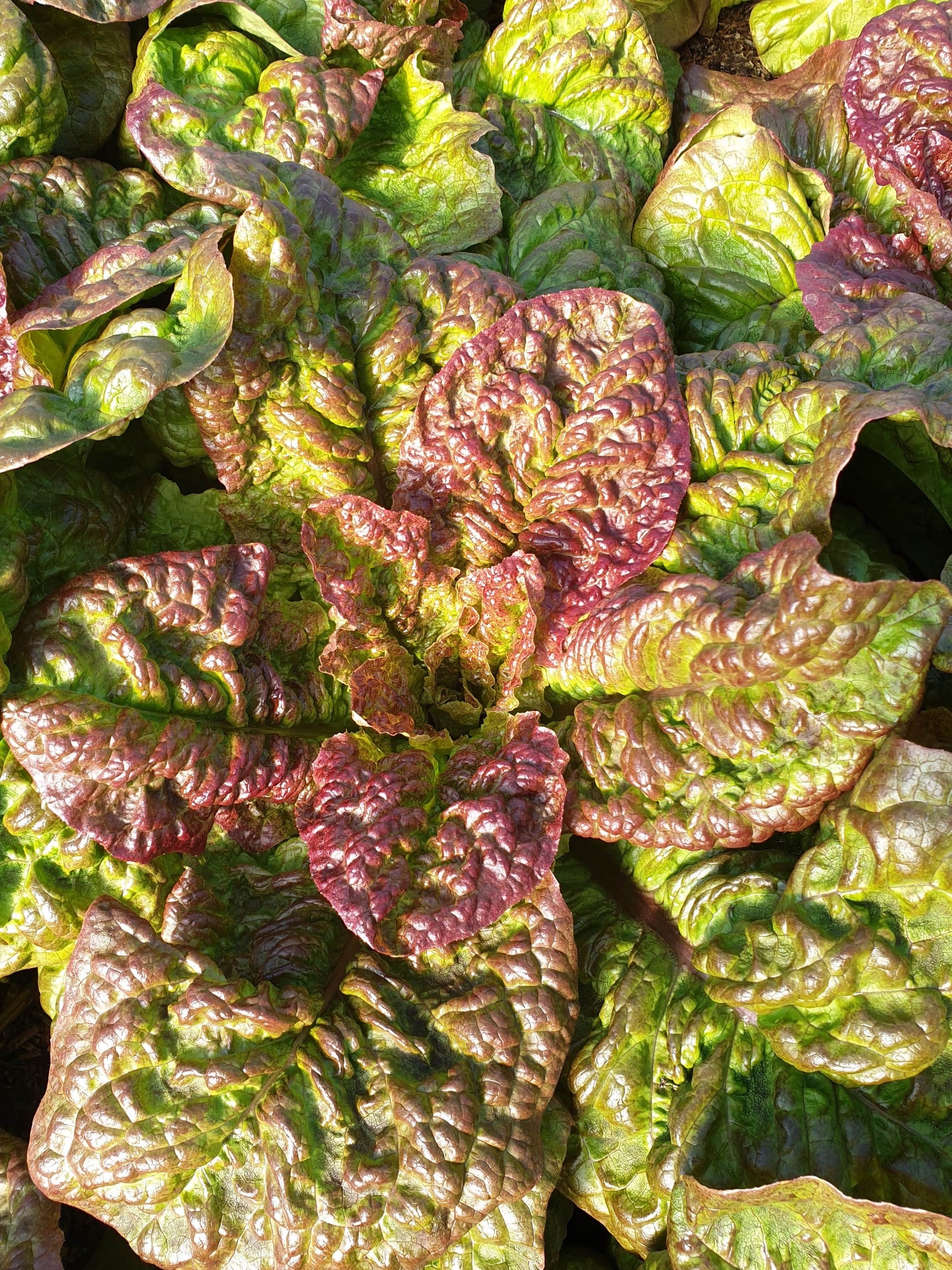 Red Lettuce from Sean Nua Farm, County Cavan
