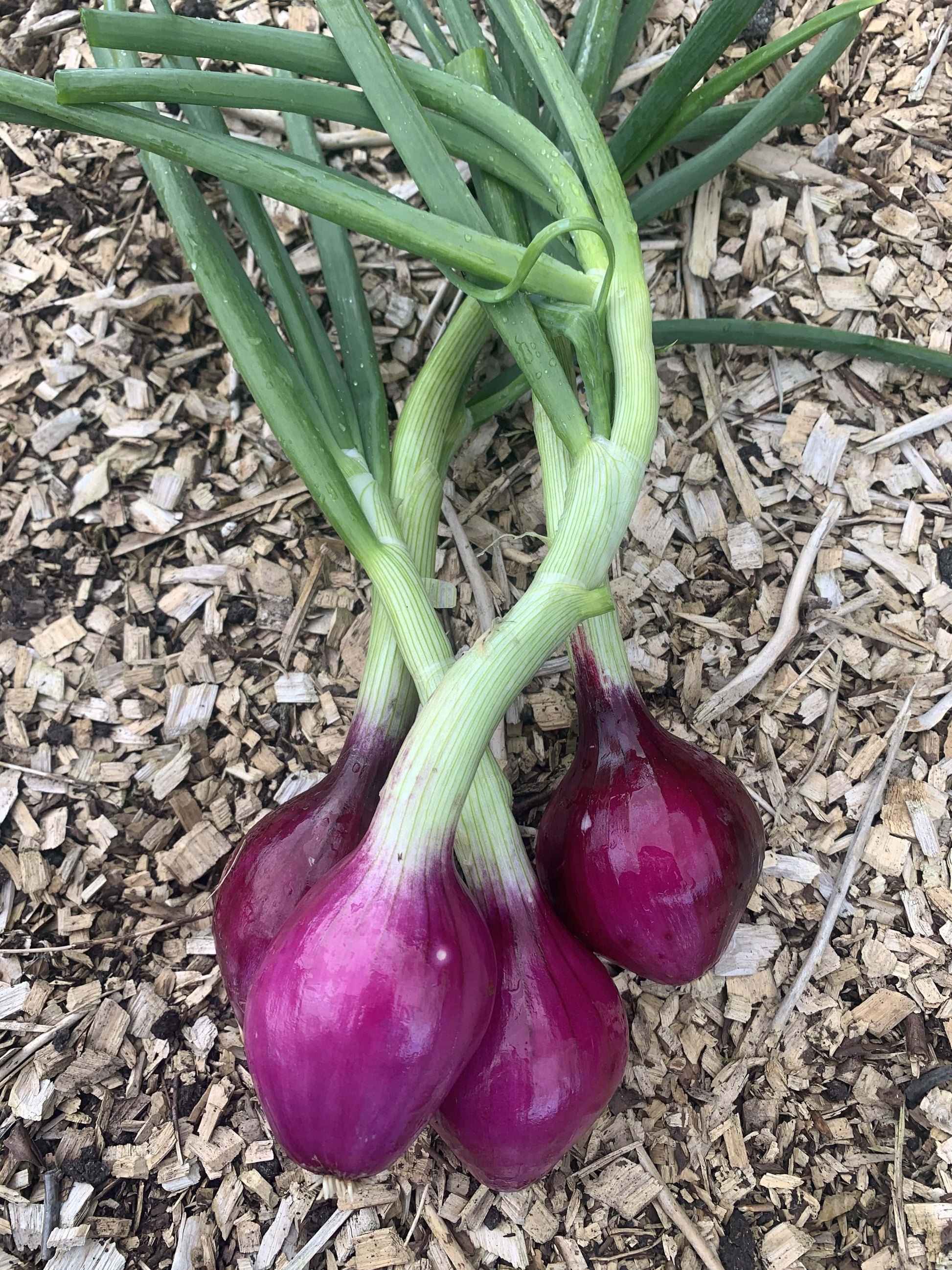 Red Onions from SeanNua Farm County Cavan
