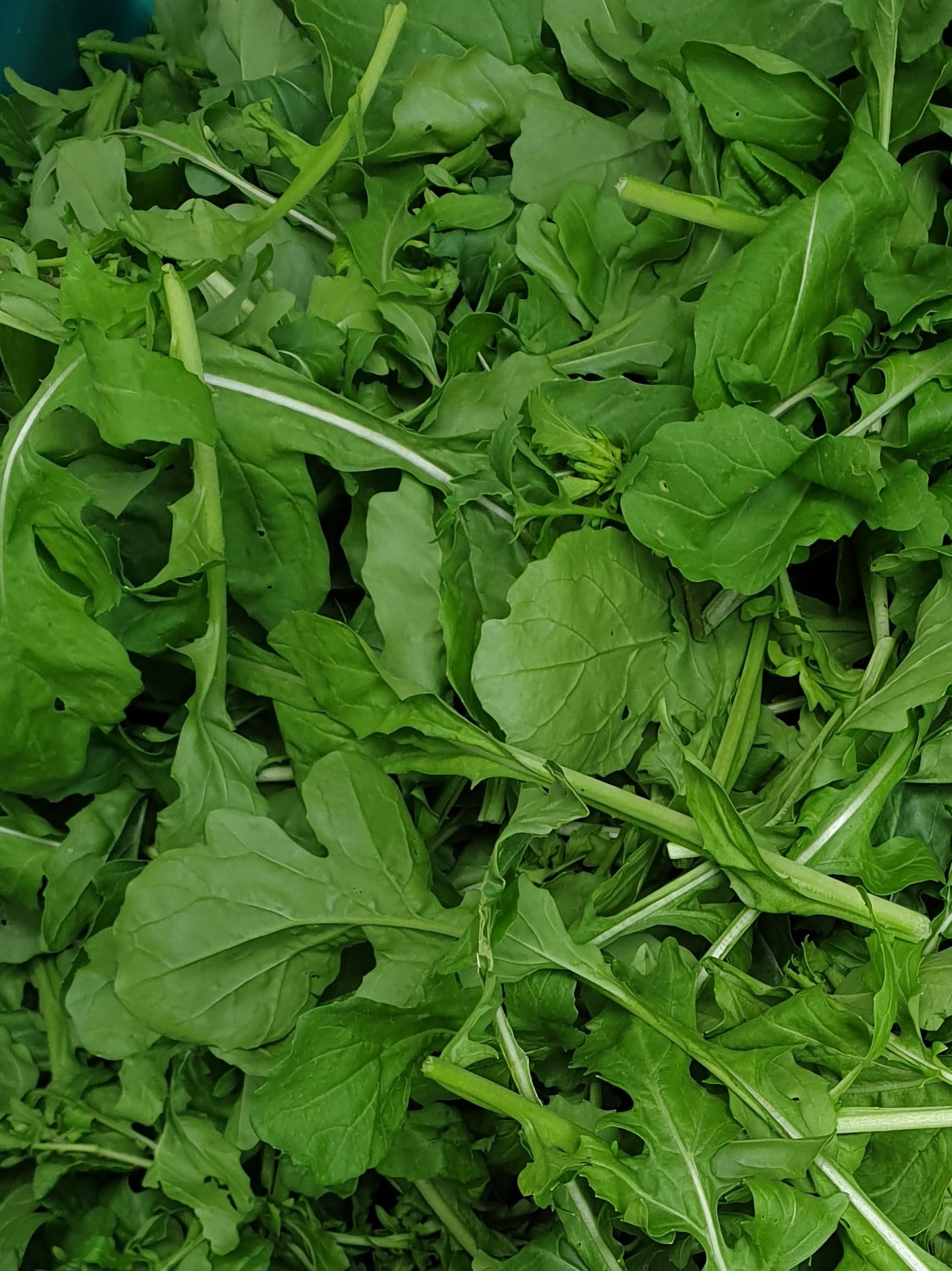 Rocket from Sean Nua Farm, County Cavan