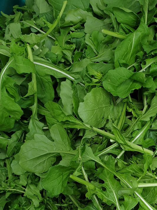 Rocket from Sean Nua Farm, County Cavan