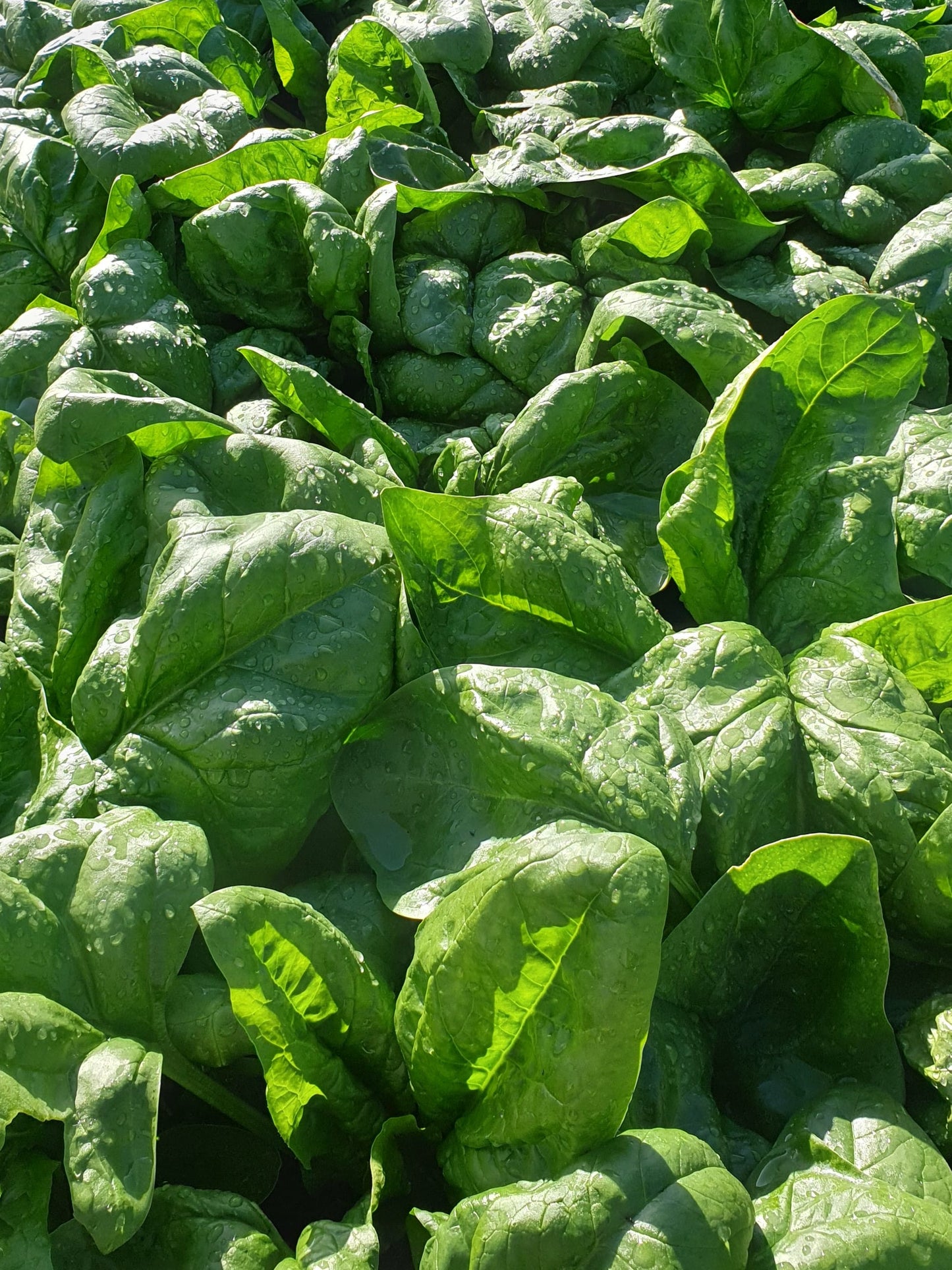 Spinach from Sean Nua Farm, County Cavan
