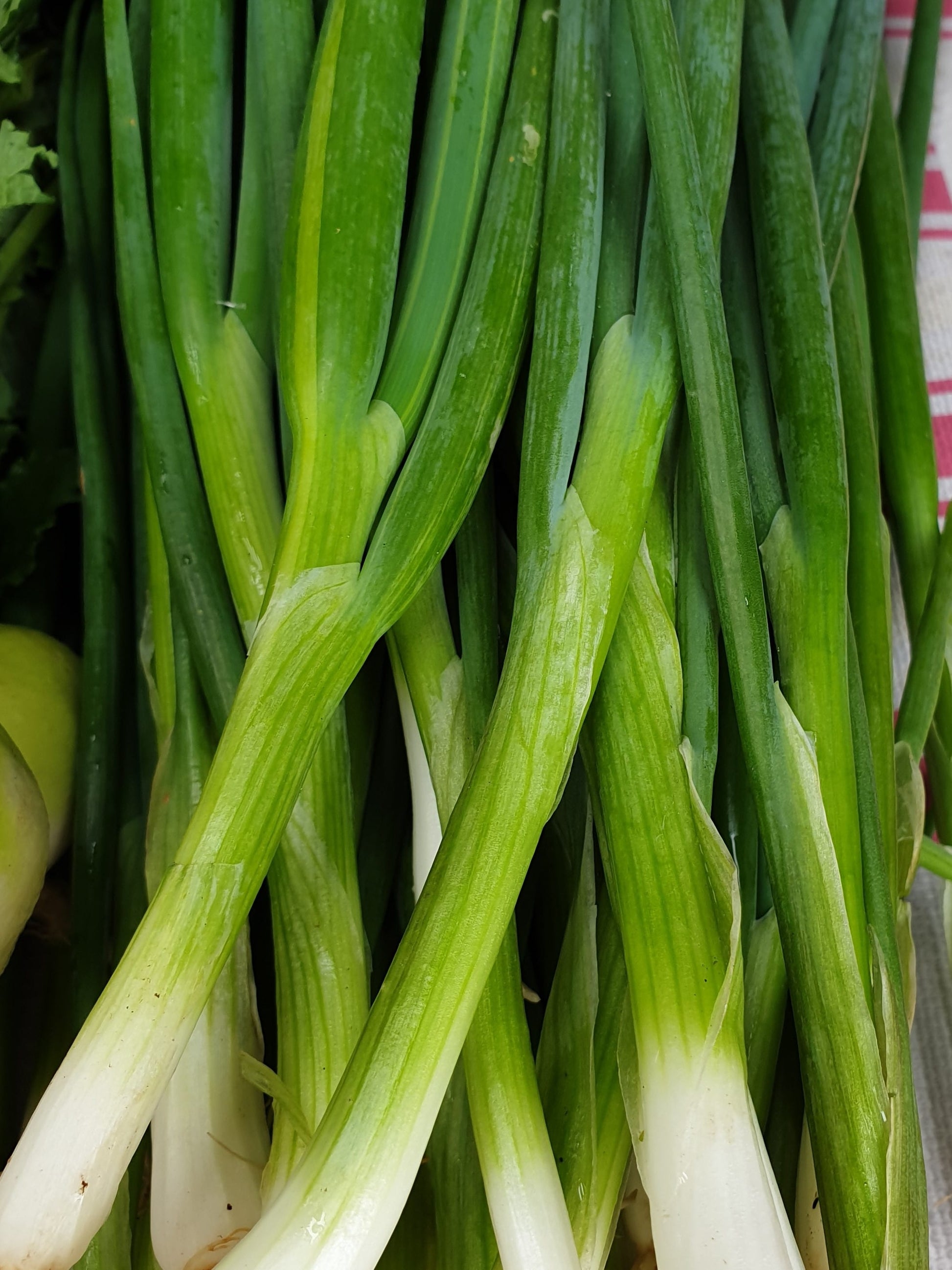 Japanese Bunching Onions (Spring Onion) from Sean Nua Farm, County Cavan