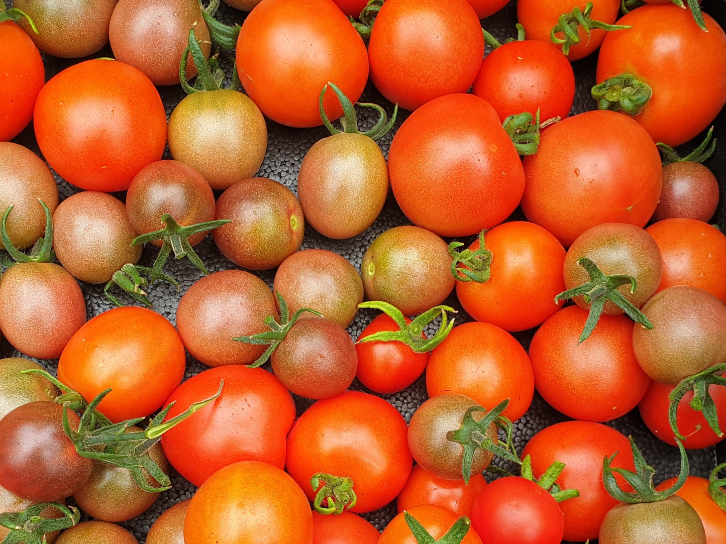 Cherry Tomatoes from Sean Nua Farm, County Cavan