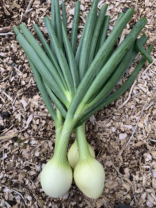 White Inions from SeanNua Farm County Cavan