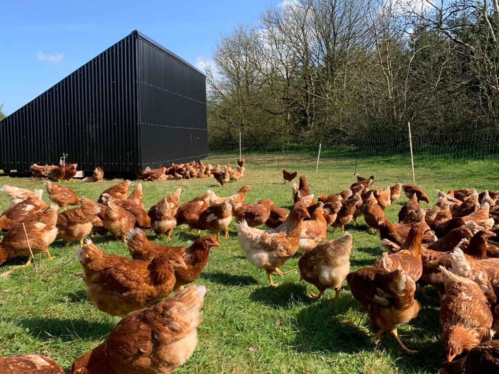 Pasture Raised Eggs From hens fed on GMO & chemical free feed