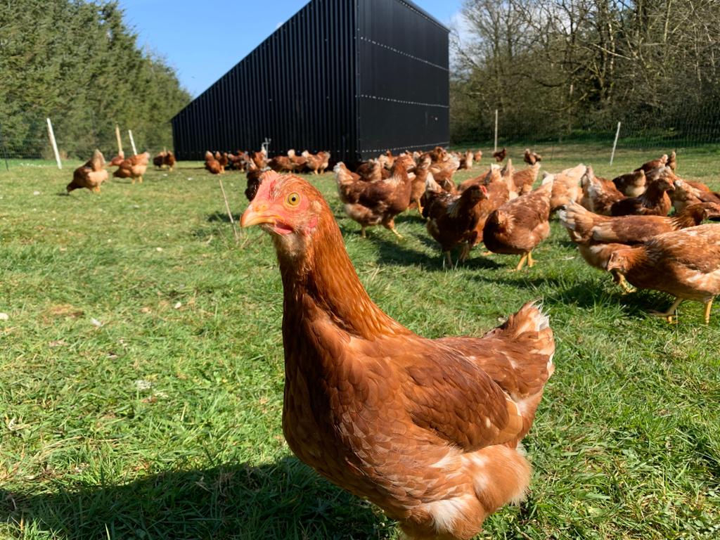 Pasture Raised Eggs From hens fed on GMO & chemical free feed