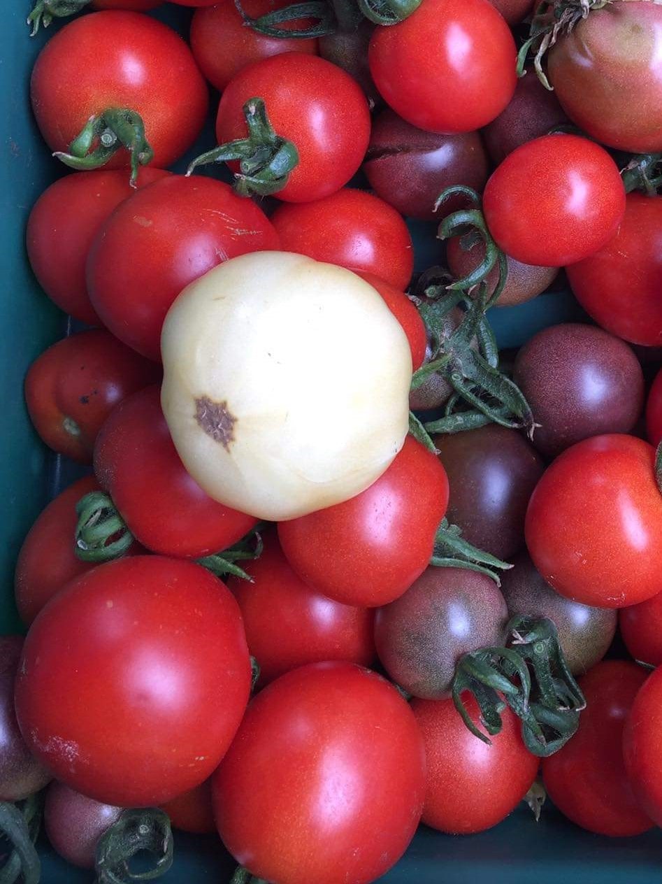 Tomatoes (Multi Variety)
